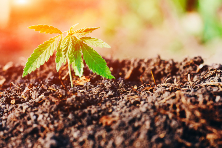 new jersey cannabis