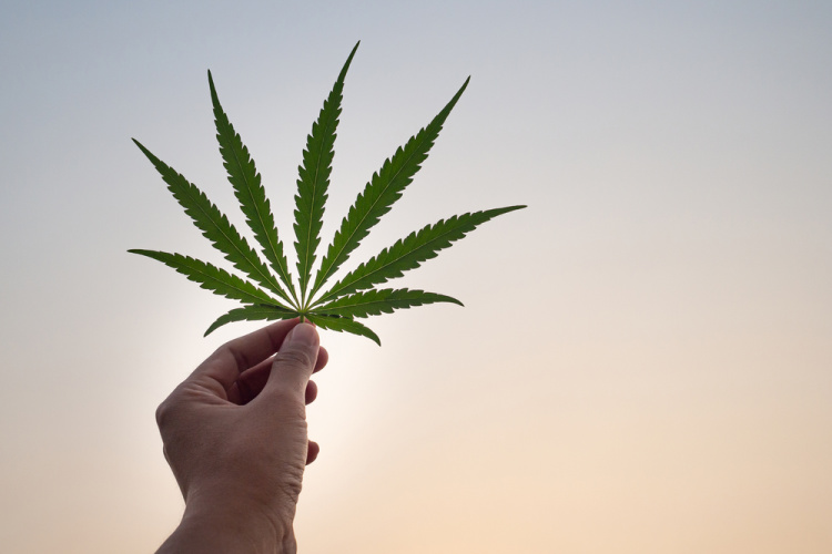 new york cannabis 1