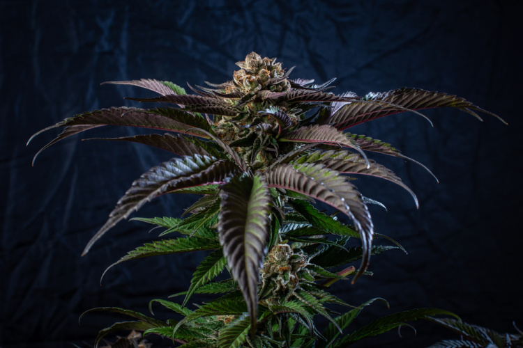 new york cannabis 2