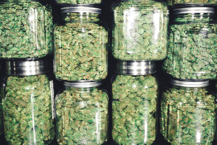 cannabis lounge