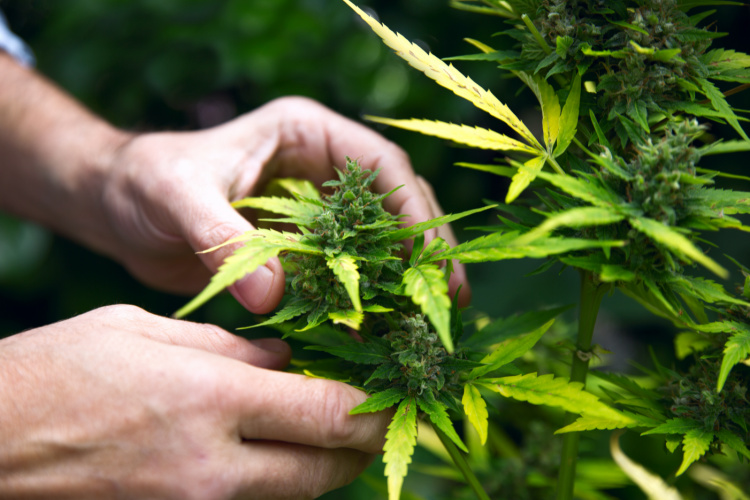 Can you work at a dispensary with a criminal record 2