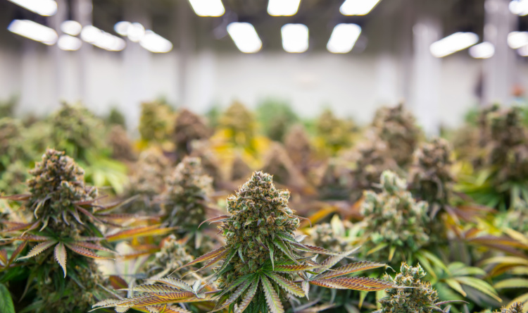 connecticut cannabis