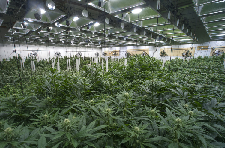 mississippi cannabis