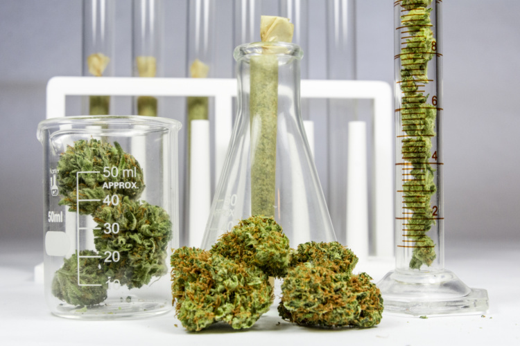mississippi cannabis