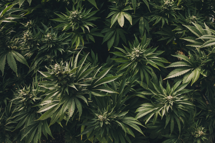 mississippi cannabis