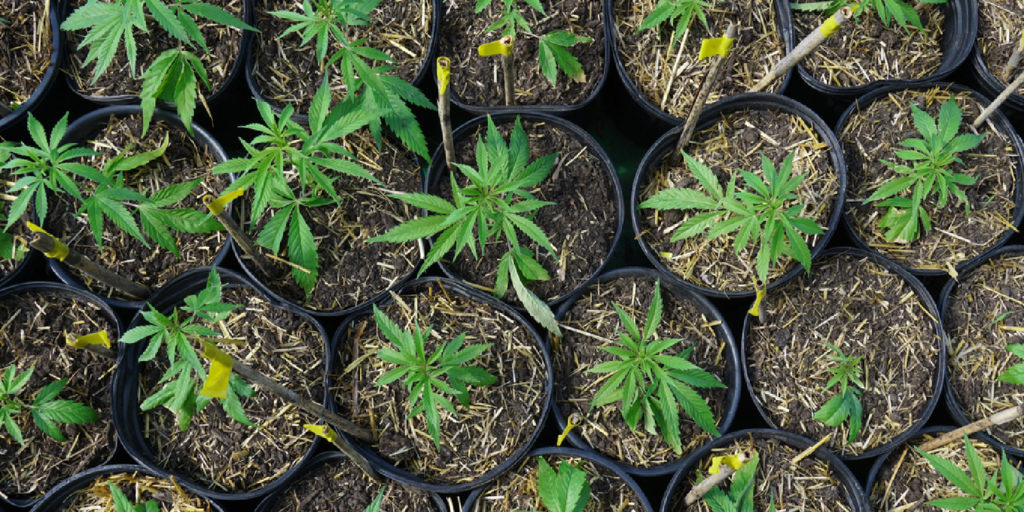 Cannabis License