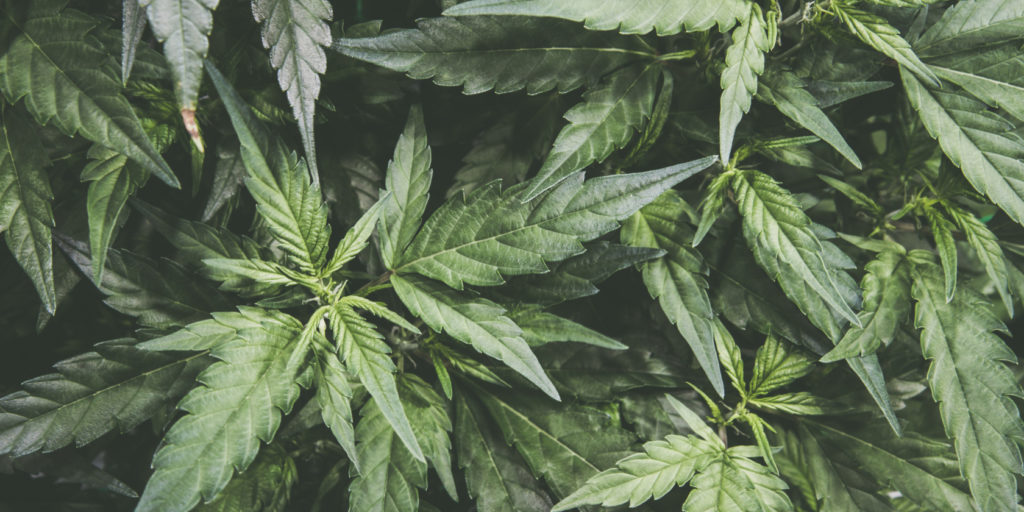 connecticut cannabis